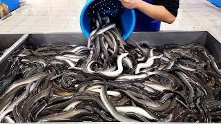 Amazing Eel restaurant that fillets 6000 eels a month Charcoal-grilled Eel Korean seafood barbecue