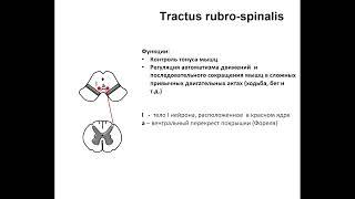 Tractus rubrospinalis. Запись 2023 05 03 12 00 16