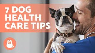 7 TIPS to CARE for Your DOGS HEALTH 