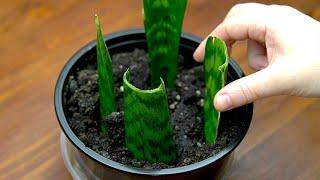 Come moltiplicare la sanseveria con una talea in terra o in acqua