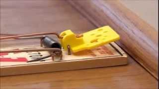 Victor Easy Set Mouse Trap