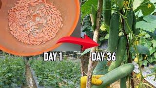 Cucumber Cultivation from 0 to Harvest 36 Days Low Budget Abundant Yield