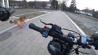 Собака vs Лазер