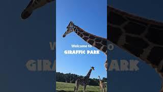 Welcome to Giraffic Park 