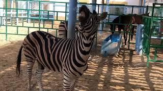 MATING ZEBRA  ZOO #zebra #zoo #animalreproduction