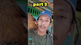 Ngajak jalan jalan brayen part2 @sarangruakruaktv3513 #burunghantu