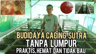 SUKSES USAHA BUDIDAYA CACING SUTRA DENGAN AIR BERSIH TANPA LUMPUR  PRAKTIS HEMAT DAN TIDAK BAU