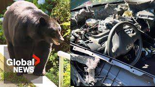 Big black bear locked in small hot car in BC destroys Toyotas interior from escape attempt