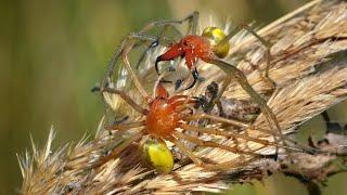 Venomous spiders fighting – Yellow sac spider Cheiracanthium punctorium