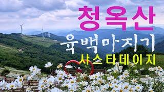 모바일용 평창 청옥산 육백마지기 샤스타데이지   청옥산 샤스테이지 향연  Cheongoksan Yukbaekmaji Shastadeji