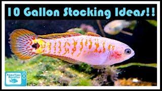10 Gallon Fish Tank Stocking Ideas Have You Thought About These Fish?