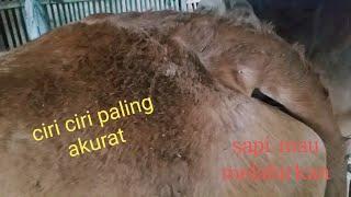 Ciri-ciri sapi hamil 9 bulan paling akurat 