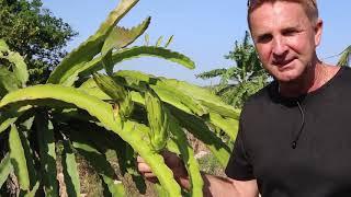 How Dragon Fruit is Grown in Vietnam