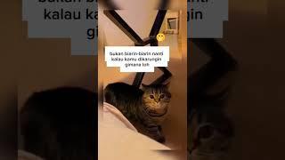 #cat #catlover #kucinglucu #videolucu #imut #funny #lucunya