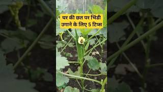 घर की छत पर भिंडी उगाने के लिए 5 टिप्स  Okra Growing Secret Tips #shorts #gardening #okra