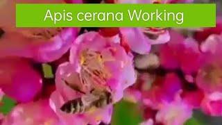 Apis cerana indica working in apricot flowers #honeybee #viral #beekeeping@Kashmiribeekeeper