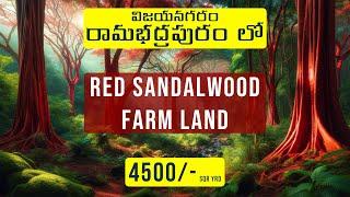 Red Sandalwood Farm Land  Rambadhrapuram  Vizianagaram  Low Cost Plots