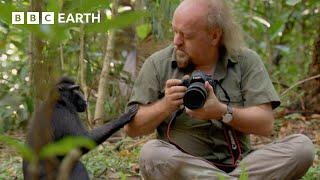 Getting Close to Macaques  Bill Baileys Jungle Hero  BBC Earth