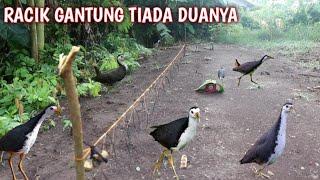 BUKTI NYATA RACIK GANTUNG MEMANG JOSS  Memikat Burung Ruak Ruak  Bird Trap