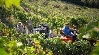 Harvest Season at Duka Winery & Vinyard