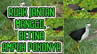 SUARA RUAK RUAKRUAK JANTAN MEMANGGIL SANG BETINA MANTAP