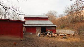 DAY IN THE LIFE on a FARM  Morning Chores  February Edition