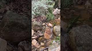 Mountain Creek Water Flowing Sounds For Relaxation #water #relaxing #calm #asmr #nature #shorts