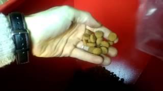 Плющилка зерна Турция- видео работы