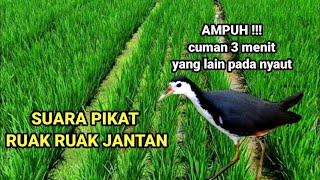 AMPUH  SUARA PIKAT RUAK RUAK JANTAN @PikatBorneo