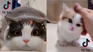 Kumpulan Kucing Lucu Gemesin Gemoy  Video Tik tok Kucing Lucu Viral Terbaru 2020