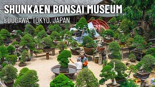 Shunkaen Bonsai Museum 春花園BONSAI美術館  Tokyo Japan  4K Tour