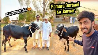 Finally Qurbani Ka Janwar Lee Liya ️ Ab Aye Ga Maza 