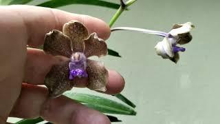 Compact & Fragrant Vandas. #orchids #vandas