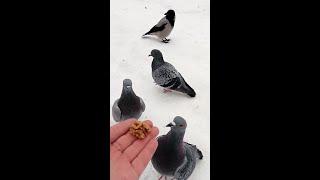 Злая ворона поймала голубя  An evil crow caught a pigeon