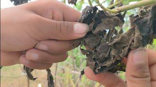 FILIPINO RURAL KIDS- FINDING SPIDER IN THE PHILIPPINES Full Video