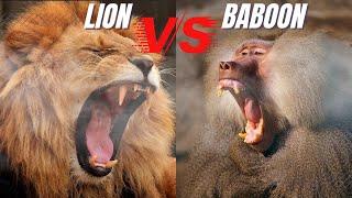 Baboon vs Lion Fight to Death Lion Attaching Baboon & Baboon Dying In a Lion Jaw