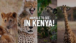 15 Animals to Look for on Safari in Kenya
