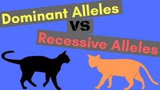 Dominant Alleles vs Recessive Alleles  Understanding Inheritance