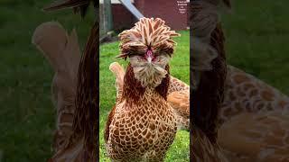 Bearded Polish rooster of the bantam type crowing With Chamois plumage color #polishchicken #hühner