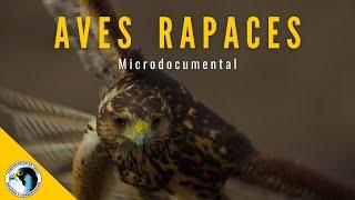 Microdocumental Aves Rapaces - ONG Aves Rapaces de Chile