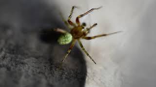 Cool looking spider caught in kitchen 2