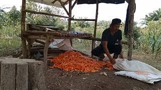 Keladang bantu mbah ibut ambil jagung sekalian refreshing