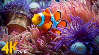 Aquarium 4K VIDEO ULTRA HD - Beautiful Coral Reef Fish - Relaxing Sleep Meditation Music #1