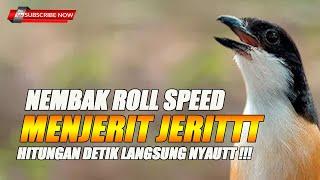 CENDET GACORR ROLL SPEED MENJERIT BONGKAR ISIAN SUPER MEWAH 