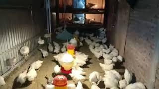 Ayam pejantan usia 57 hari