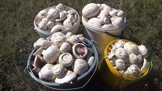 Я их НАШЁЛ грибы шампиньоны БОЛЬШИМИ рядами грибы Крыма 2022 сбор грибов