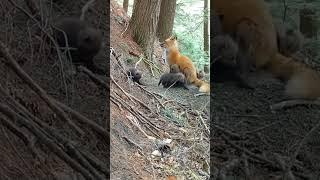 Seven Red Fox Kits Kid Around With Mom Not Yellowstone but super cute