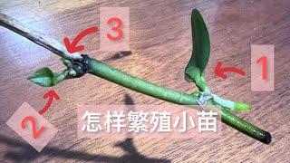 蝴蝶兰剪下的花杆竟然长了三个小苗；利用花杆繁殖小苗 How to induce keiki on orchid spike