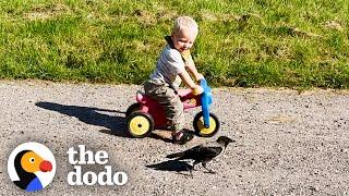 Crow Named Russell Waits For His Favorite Kid To Get Home From School  The Dodo