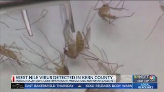 Mosquito infected with West Nile found in Kern County for first time in 2024